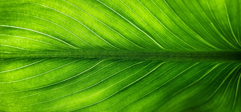 Eco-Friendly Designer